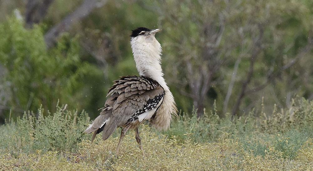 Australian Bustard, hane. Längs vägen till Winton. Foto: Leif Lagerstedt 22 oktober Frukost på rummen sedan iväg 07.15. Innan vi påbörjade dagens längre transport skådade vi lite runt samhället.