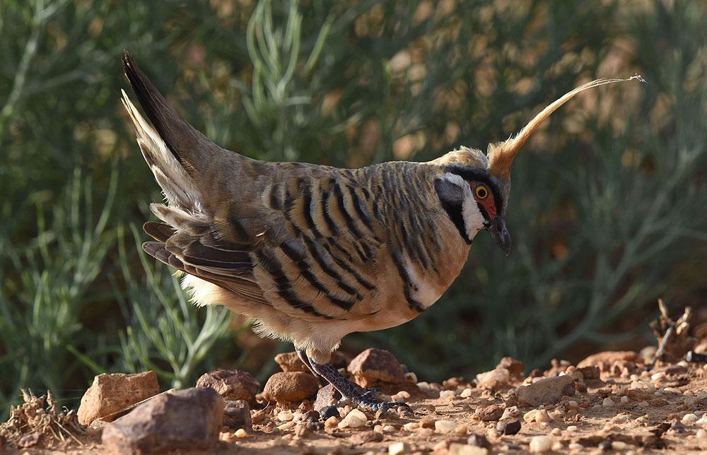 Spinifex Pigeon. Foto: Leif Lagerstedt Artlista fåglar 1 Southern Cassowary Casuarius casuarius 2 Cassowary House 5.10 2 Emu Dromaius novaehollandiae novaehollandiae Endemisk 5 Mareeba Wetlands 8.