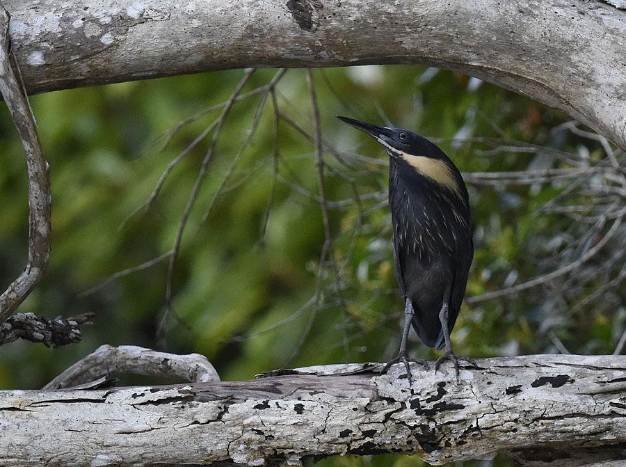 15 Australian Brushturkey Alectura lathami Endemisk lathami : 10 Cassowary House 5.10 purpureicollis : 30 Iron Range NP 15.10. Observerad 14 dagar totalt 16 Orange-footed Scrubfowl Megapodius reinwardt Endemisk yorki: 2 Iron Range NP 15.
