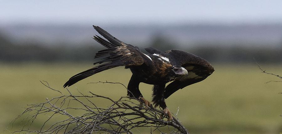 47 Wedge-tailed Eagle Aquila audax audax 1 Granit Gorge Nature Park 5.10, 1 Hasties Swamp NP 6.10, 1 Curtain Fig Tree NP 6.10, 1 Musgrave 13.10, 4 Boulia 22.10, 5 Bladensburg NP 23.10, 1 Opalton 24.