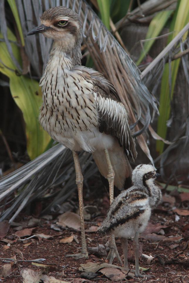 65 Little Buttonquail Turnix velox Endemisk 1 Bladensburg NP 23.10, 1 Winton 23.10, 3 Opalton 24.10 och 2 Bladensburg NP 24.10 66 Bush Stone-curlew Burhinus grallarius 6 Cairns 4.10. 15 observationsdagar Bush Stone-curlew.