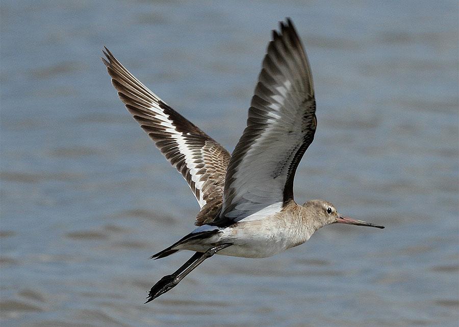 78 Latham's Snipe Gallinago hardwickii 1 Lake Tinaroo 6.10, 1 Lake Tarzali 6.10 och 2 Lotus Bird Lodge 12.10 79 Bar-tailed Godwit Limosa lapponica baueri 10 Cairns 4.10, 1 Daintree River 9.