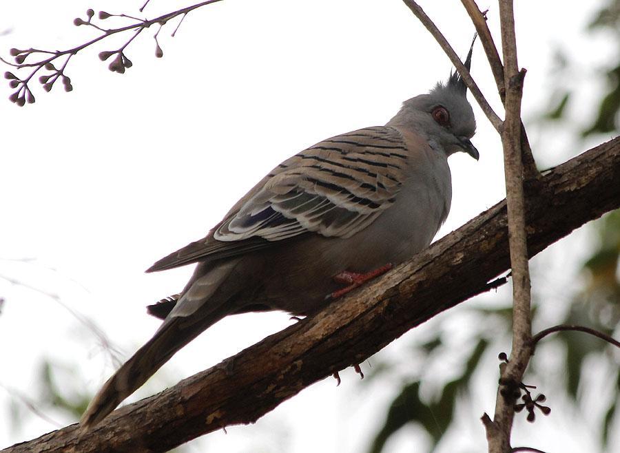 97 Caspian Tern Hydroprogne caspia 2 Cairns 4.10, 1 Mount Isa 19.10 och 3 Lake Moondarra 20.10 98 Greater Crested Tern Thalasseus bergii cristatus 8 Cairns 4.10, 2 Lake Mitchell 10.