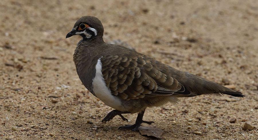 113 Squatter Pigeon Geophaps scripta peninsulae Endemisk 15 Granit Gorge Nature Park 5.10 Squatter Pigeon. Granit Gorge Nature Park. Foto: Leif Lagerstedt 114 Diamond Dove Geopelia cuneata 15 Lotus Bird Lodge 12.