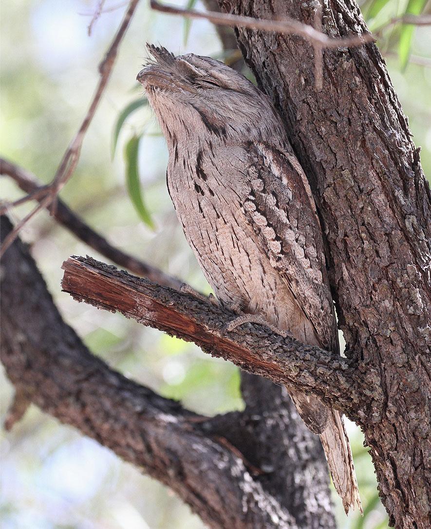 128 Little Bronze Cuckoo Chrysococcyx minutillus Endemisk russatus: 1 Iron Range NP 16.10 barnardi: 2 hörda Cairns 4.10 129 Pallid Cuckoo Cacomantis pallidus 2 Winton 22.10, 1 Bladensburg NP 23.
