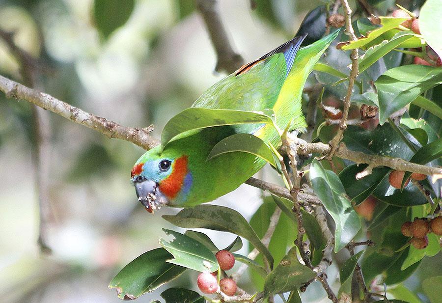158 Galah Eolophus roseicapilla kuhli Endemisk 75 Lotus Bird Lodge 12.10. Observerad 14 dagar totalt 159 Little Corella Cacatua sanguinea Endemisk gymnopis: 2 Cairns 4.10, 50 Mount Isa 19.