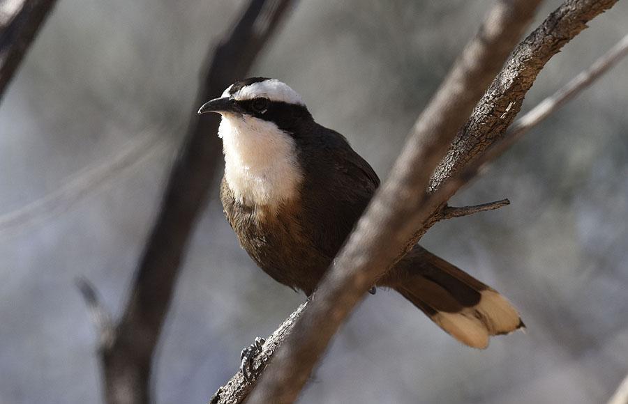 236 Weebill Smicrornis brevirostris flavescens Endemisk 2 Daintree River 9.10, 1 Lotus Bird Lodge 12.10, 2 Mount Isa 19.10, 3 Mount Isa 20.10, 4 Mount Isa 21.10 och 1 Opalton 24.