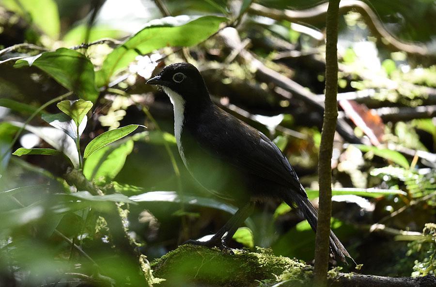 10 238 Large-billed Gerygone Gerygone magnirostris cairnsensis Endemisk 8 Daintree River 9.10, 1 Abattoir Swamp 10.10 och 1 Mount Carbine 11.