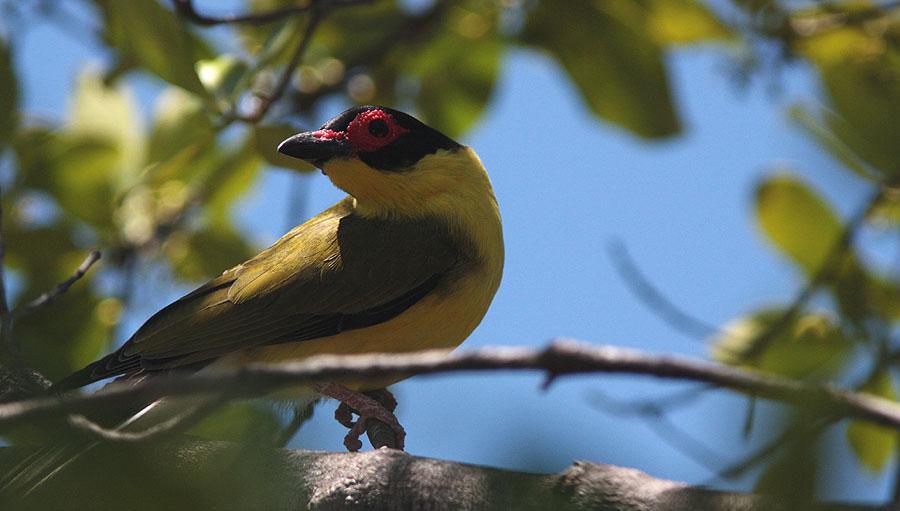 262 White-bellied Cuckooshrike Coracina papuensis oriomo 4 Granit Gorge Nature Park 5.10, 2 längs vägen 5.10, 3 Wondecla 7.10, 1 längs vägen 8.10, 2 Mareeba 8.10, 2 Daintree River 9.