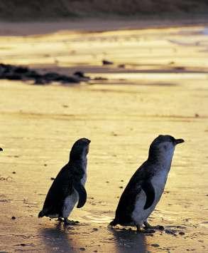 Australien Dag 13 Melbourne - Phillip Island med pingvinparaden Philip Island är en ö belägen 8,5 mil sydost om Melbourne. Den är känd för sina vackra stränder och rika flora och fauna.