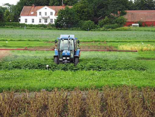 Bladmögelbekämpning i den konventionella potatisen. I förgrunden syns hur den ekologiska potatisblasten vissnat ned på grund av bladmögelangrepp. säkerheten.