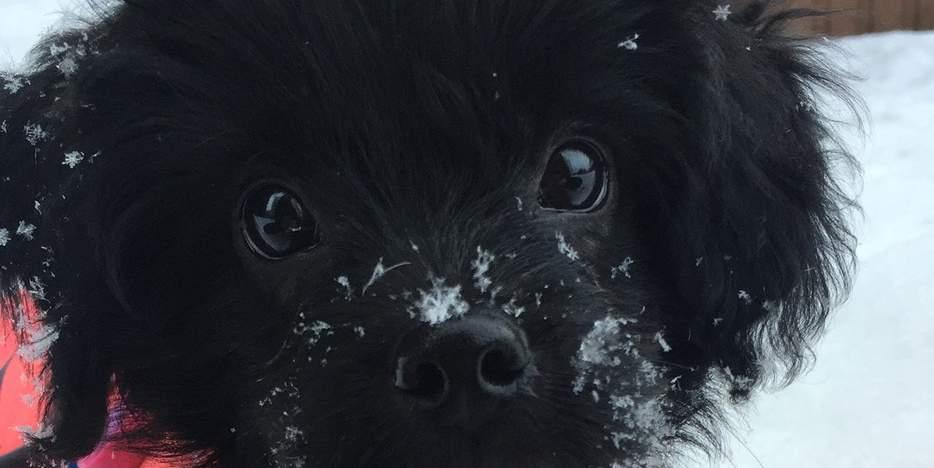 6 PUPPY PROBLEMS IS GETTING A DOG A STUDENT-FRIENDLY DECISION, AND MOST IMPORTANTLY, AN ENVIRONMENTALLY FRIENDLY ONE? OUR PREVIOUS EDITOR WEIGHS OUT THE PROS AND CONS.
