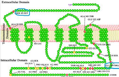 Figur 2. Modifierad med tillstånd från Taylor 17. Figuren visar en beta-1-receptor hos en människa.