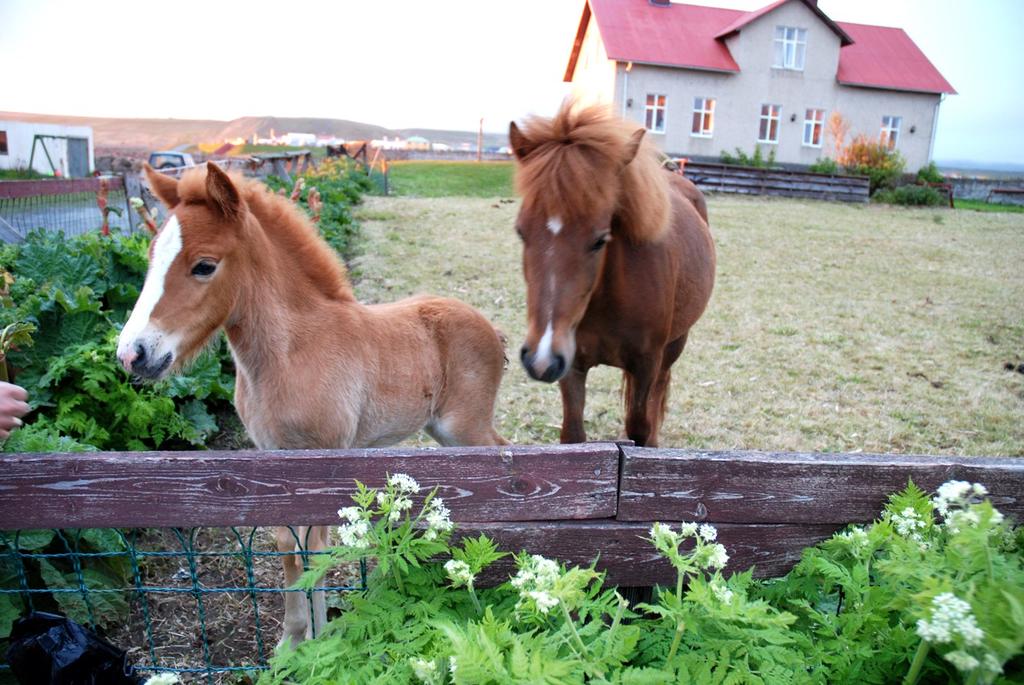 Islandshäst Islandshästar Islandshästar är faktiskt ättlingar till de allra första hästarna, som vikingarna hade med sig till Island för 1 200 år sedan.