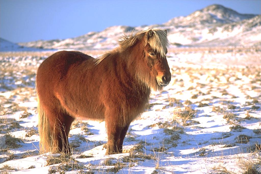 Islandshästar är inte särskilt stora, bara 145 cm i mankhöjd. Men de är kraftigt byggda och orkar trots att de inte är så stora att bära en vuxen man.