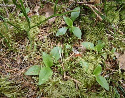 Även dessa lövträd kan ha en rik lav- och mossflora knuten till sig. Döda alar och björkar är också utmärkta hem för insekter och dessa insekter blir föda åt många hackspettar.