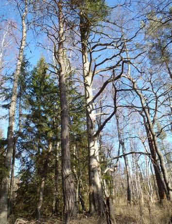 Naturvärdesträd De träd som räknas som naturvärdesträd är gamla, grova träd eller träd med andra förutsättningar för biologisk mångfald. Tabell 2 visar antalet naturvärdesträd i Ekopark Forsmark.