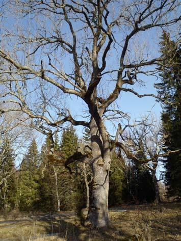 den öppna och ibland frodiga miljön. Dessa utgör bland annat hem för många fåglar.