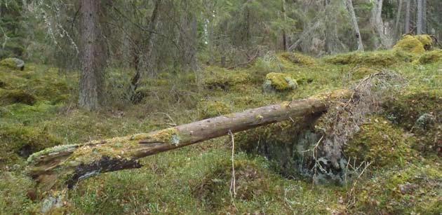 Död ved En av de viktigaste kvalitéerna i skogen för biologisk mångfald är mängden död ved, det vill säga stående och liggande döda träd. Mer än 1000 rödlistade arter är beroende av dessa substrat.