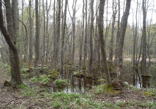 markerna är helt beroende av ett fortsatt bete, vilket också gynnar de grova, solbelysta hagmarksträden.