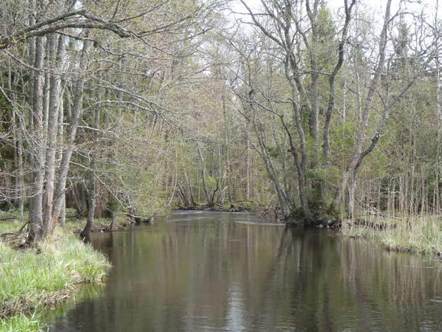 4. Naturvårdsmål i Ekopark Forsmark Ekologiska målbilder Som ett resultat av fältinventeringen och de efterföljande landskaps- och mångfaldsanalyserna har ett antal ekologiska målbilder för