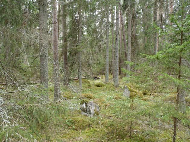 Grannaturskog och barrnaturskog En annan karaktär i ekoparken är de stora, sammanhängande barrskogarna, där granen är ett dominerande inslag.