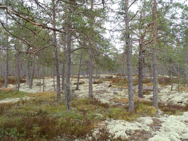 Tallnaturskog Tallnaturskog är en underrepresenterad naturtyp i ekoparken.