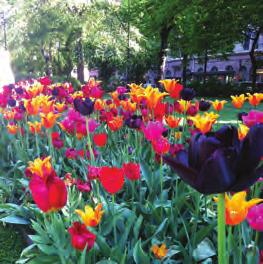 Vi sätter varje år 100 000 vårlökar och planterar 560 m 2 sommar- och höstblommor i