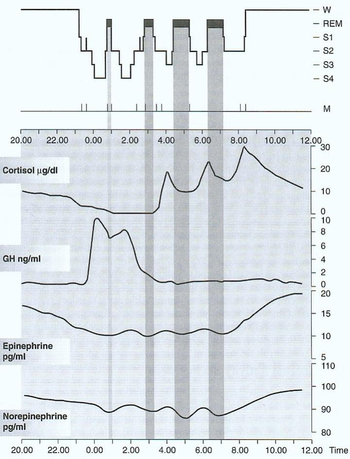 ljus (känslighet för melatonin) Exogena faktorer Ljusbeteende Sociala vanor (sovvanor!