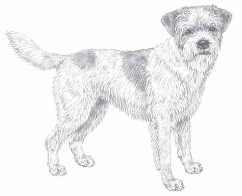 Kennel Klub Hundaræktarfélag Íslands Norsk