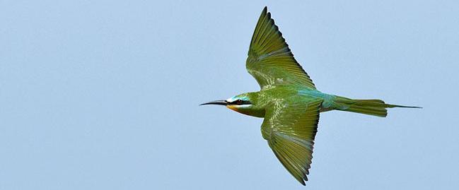 Iran 4 13 april 2018 med Magnus Ullman Grön biätare Merops persicus, den persiska biätaren. Vi ser den på flera platser.