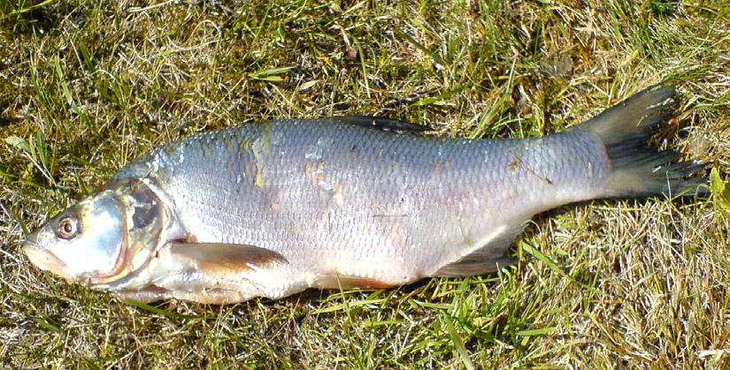 Provfiske i Färnebofjärden En inventering av fiskfaunan i syfte att finna