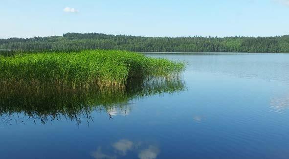 korvgrillning och skogsäventyr.