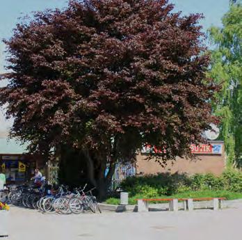 Hammartorget Grönska Grönskan i Hallstahammars centrum består i huvudsak av träd i varierande storlek inom en i övrigt hårdgjord miljö.