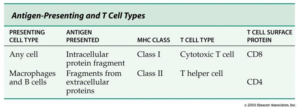 Hur presenterar celler antigener? (2) När antigener bundit till antikroppar på ytan av en B-cell, presenteras de av klass II MHC-molekyler molekyler.