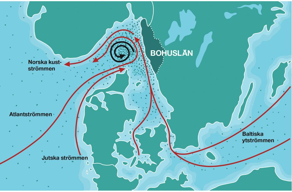 Fakta om skräp Den Jutska strömmen för med sig skräp som hamnar på Bohuskusten. Illustration: Johnny Dyrander.