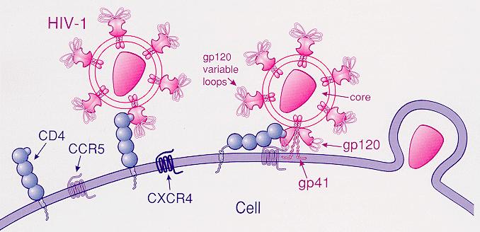 Mutationer bilder basis för genetisk variation Positiva och negativa mutationer HIV attackerar bara vissa celler som känns igen av virusset genom speciella receptorproteiner på