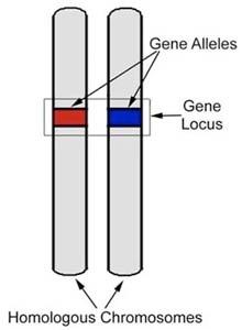 Genotyp Uppsättningen alleler vid ett lokus hos en individ (AA/Aa/aa). Alleler (röd och blå) Fenotyp Uttryckt form eller variant av en karaktär hos en specifik individ (röd eller blå).