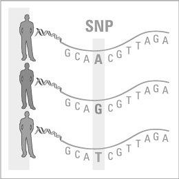 Grundläggande evolutionära processer: Mutationer Punktmutationer (SNP = single nucleotide polymorphisms) Genetisk markör En variation (mutation) i DNA-sekvensen av något slag vars plats i genomet vi