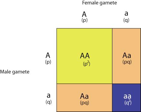 Hardy-Weinbergs lag/jämvikt (HWE) Alleler: A och a Allelfrekvenser: