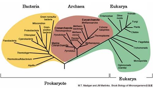 Nitrosospira