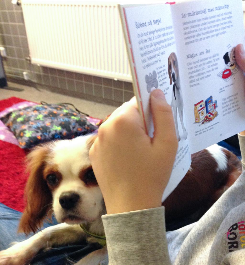 Läsa för hund 19 juni-14 juli Är du mellan 7 12 år? Gillar du hundar och är nyfiken på hur det skulle vara att läsa för en hund?