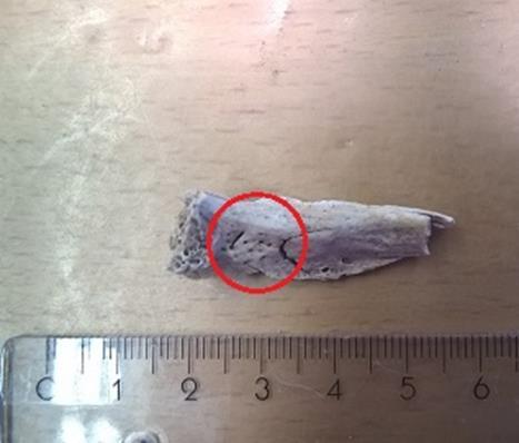 Färgen på benen är ljusgrå-grå. Djurben: Utöver människa identifierades 8 fragment av björnklor i grav 15. Arkeologiska fynd: Under den arkeologiska utgrävningen gjordes fynd av järn och ben.