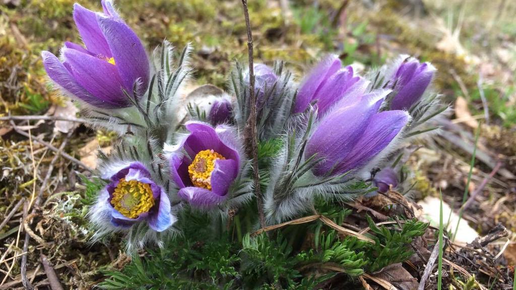 Växjö i mitten på maj 2017 Kära Mobergvän! Äntligen har våren kommit och det har blivit dags för årets andra medlemsbrev.