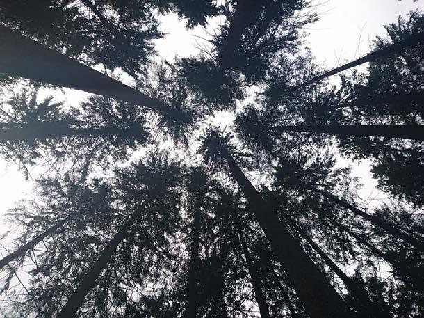 With help from a tryout day on forest gymnasium can the interest increase?