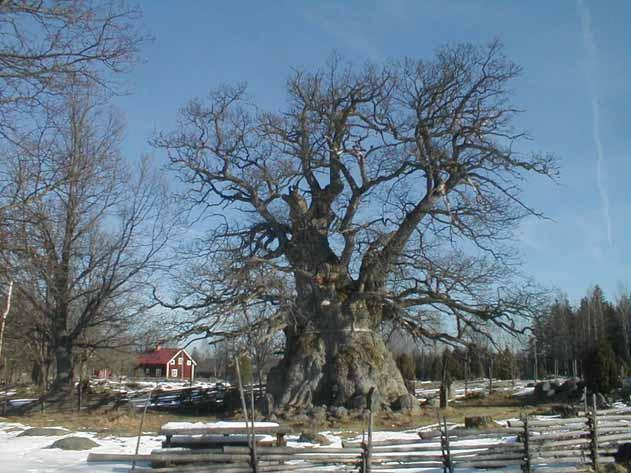 LÄNSSTYRELSEN KALMAR LÄN INFORMERAR Naturminnen