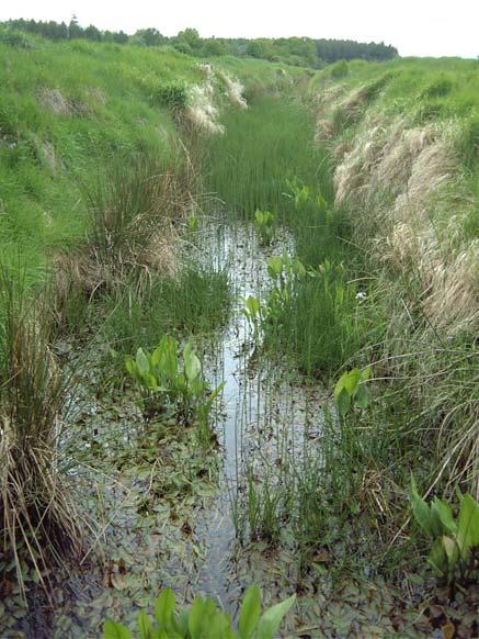 Kustområde 75076 257. Danesjöka nalen 6302656 1537970 Åtgärd: Biotopvård, lekplatsförbättring.