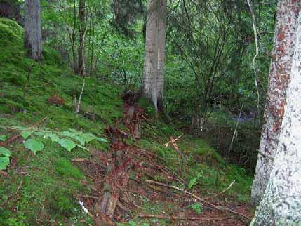 Trolldruva (Actaea spicata), hassel, fjällig taggsvamp (Sarcodon imbricatus), lövviolspindling
