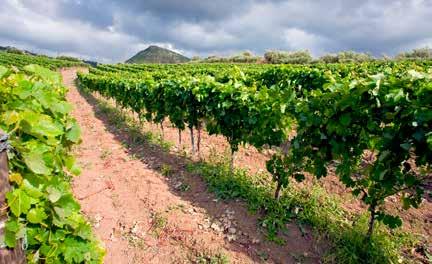 ITALIEN CA DI PONTI, SICILIEN Siciliens varma, torra klimat skapar karaktärsfulla viner med fylliga smaker. De senaste tjugo årens fokus på utveckling av druv kvalitet har gett fina resultat.