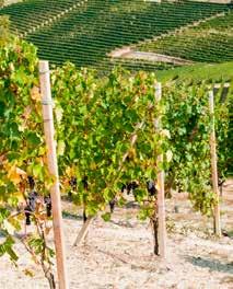 Alla druvor för Rocca Svevas viner är plockade för hand, vilket garanterar att varje druva som plockas är perfekt mogen vid skördetillfället. Under vingården finns 400 meter av underjordiska gångar.